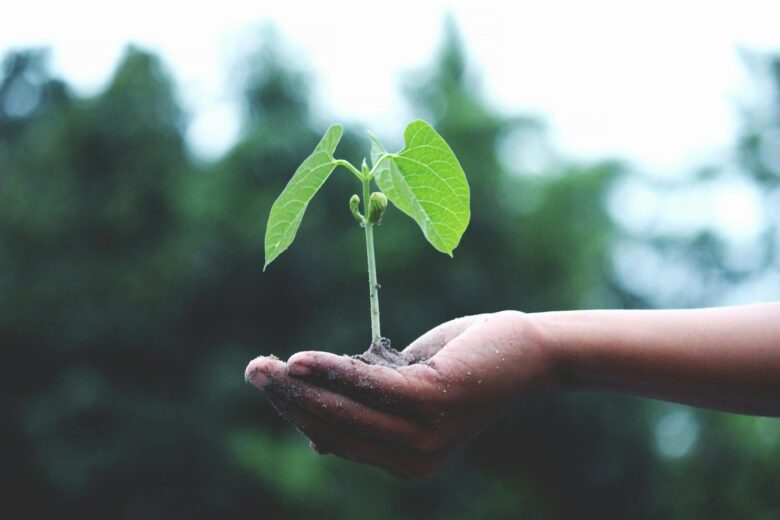 mãos e muda de planta