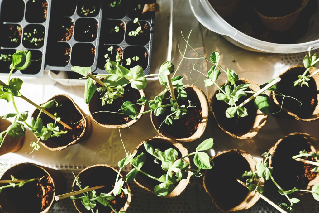 mudas de plantas e vasos