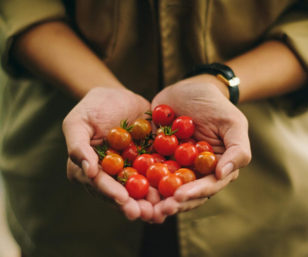 tomates pequenos nas m