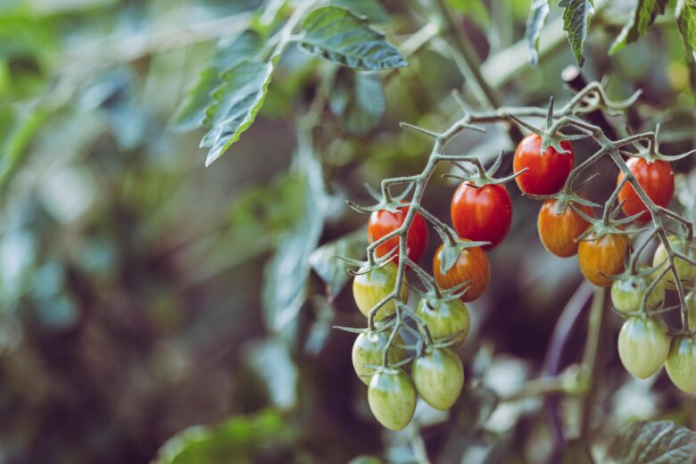 tomates horta