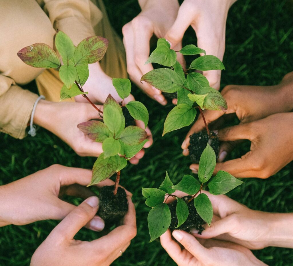 mãos e mudas de plantas